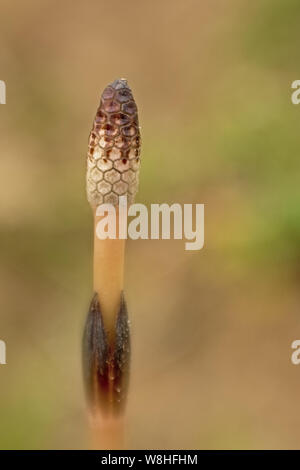 Top of the fertile stem of a young common or field horsetail plant, selective focus with soft bokeh background - Equisetum arvense Stock Photo