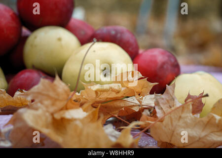 Close up of red and yellow apples lying in yellow fallen maple leaves, concept of harvest and Thanksgiving, selective focus Stock Photo