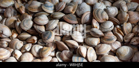 Background with fresh raw clams vognole. Food background. Stock Photo