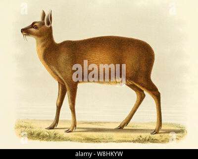 The Alpine musk deer Stock Photo