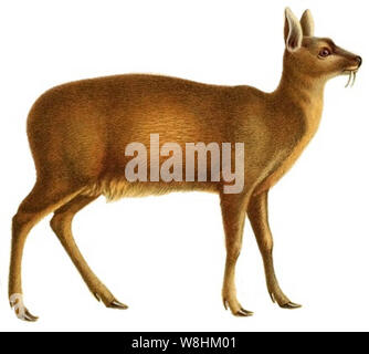 Alpine musk deer Stock Photo