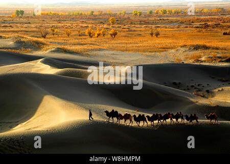 --FIEL--Camels walk in the Taklamakan Desert, also known as Taklimakan and Teklimakan, in the Tarim Basin in southwest China's Xinjiang Uyghur Autonom Stock Photo