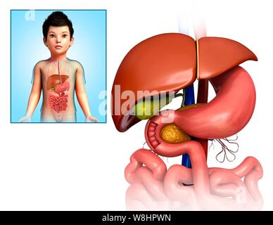 Illustration of a child's liver, stomach and duodenum. Stock Photo