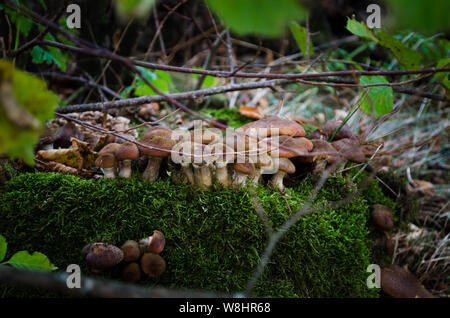 Honey agaric mushrooms. The big family of mushrooms growing on the stump of a tree. Edible mushrooms in the forest. Stock Photo