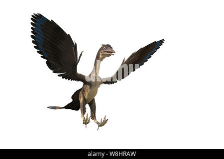 Archaeopteryx dinosaur against white background, illustration. These bird like dinosaurs lived about 150 million years ago during the late Jurassic period. Stock Photo