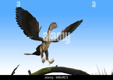Archaeopteryx dinosaur, illustration. These bird like dinosaurs lived about 150 million years ago during the late Jurassic period. Stock Photo