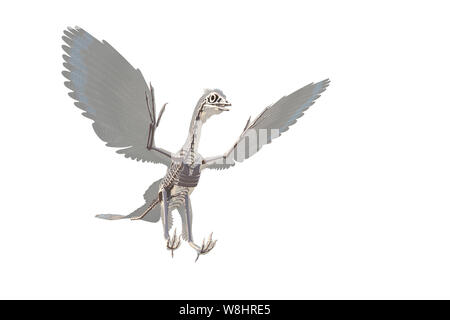 Archaeopteryx dinosaur skeletal structure against white background, illustration. These bird like dinosaurs lived about 150 million years ago during the late Jurassic period. Stock Photo