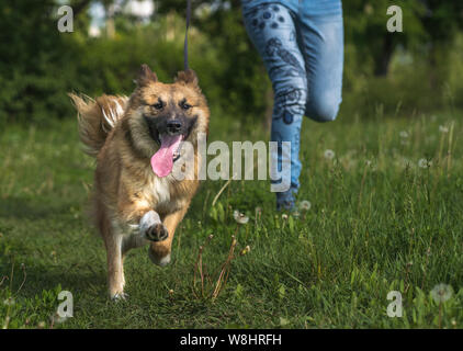 A girl is running with a mixed breed dog while walking the dog in the park. Happy dog running and smiling. Funny moment of the running dog. Stock Photo