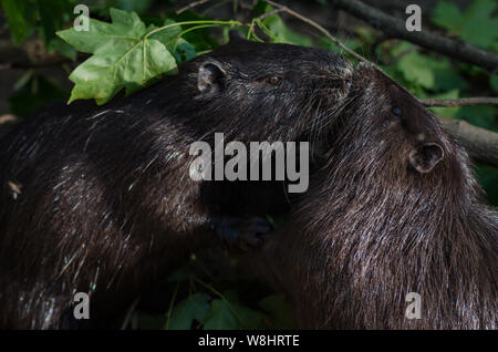 Close up of nutria in nature. Two nutrias kissing. Close shot of nutria. Stock Photo