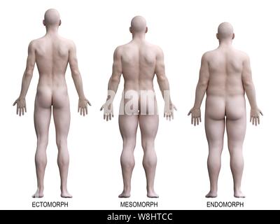 Male body types, computer illustration. Stock Photo