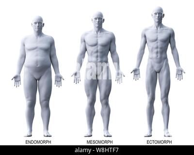 Illustration of a female human body type: endomorph Stock Photo - Alamy