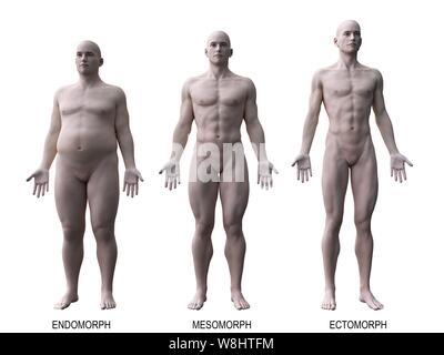 Male body types, computer illustration. Stock Photo