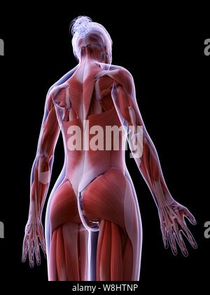 Female muscular system of the back computer artwork Stock Photo - Alamy