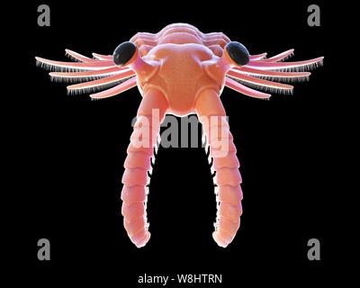 Anomalocaris, computer illustration. Stock Photo