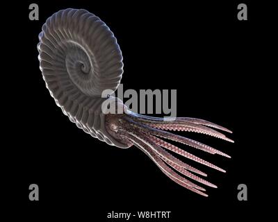 Ammonite, computer illustration. Stock Photo