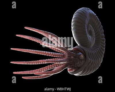 Ammonite, computer illustration. Stock Photo