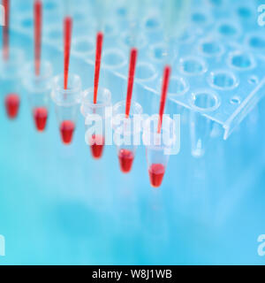 Multichannel pipette tips filled in with red reaction mixture to amplify DNA in plastic wells, text space Stock Photo