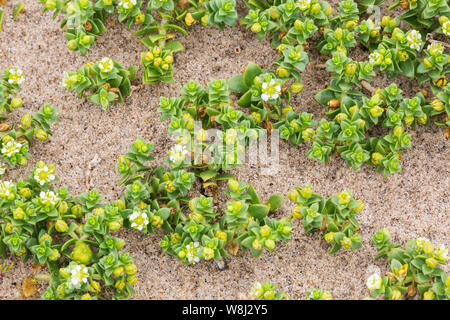 sea sandwort, Overstrand, Norfolk, England, United Kingdom 13 June 2016, ,  13 June 2016 Stock Photo