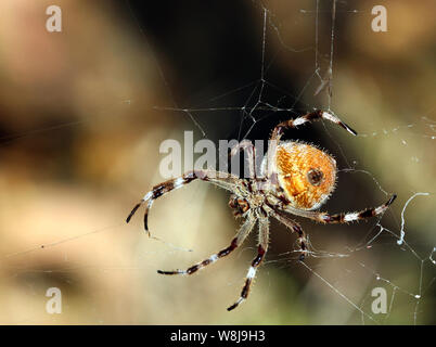 Underbelly of a Golden Orb Weaver Australian Spider Up Close Stock Photo