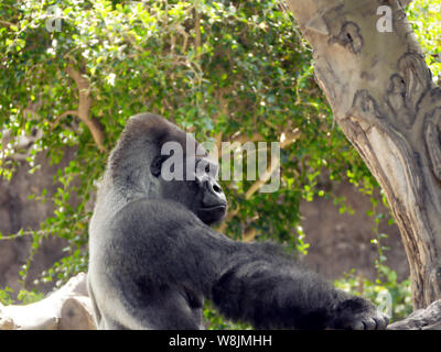 A sitting, resting  gorilla in side profile and back view in close-up. He leans against a tree trunk and is resting. Stock Photo