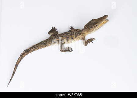 Young crocodile above top isolated on white studio background Stock Photo