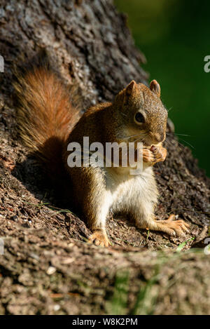 An American red squirrel,  Tamiasciurus hudsonicus eating nuts at the base of a tree Stock Photo