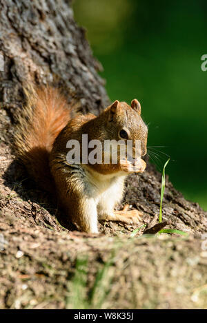 An American red squirrel,  Tamiasciurus hudsonicus eating nuts at the base of a tree Stock Photo