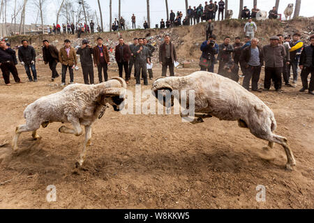 Chinese villagers watch two sheep fighting each other in Lihejing village, Baidaokou town, Hua county, also known as Huaxian county, in Anyang city, c Stock Photo