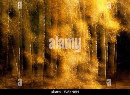 Landscape of a birch forest in Mori Kazakh Autonomous County, Changji Hui Autonomous Prefecture, northwest China's Xinjiang Uygur Autonomous Region, 5 Stock Photo