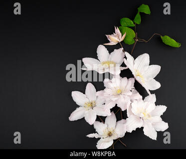 white flowers and green leaves of clematis on a black background, top view, copy space Stock Photo