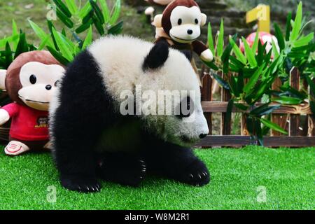 A giant panda cub born in 2015 rests in front of toy monkeys at the China Conservation and Research Center for the Giant Panda in Chengdu city, southw Stock Photo