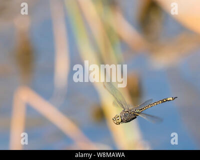 Tau Emerald Dragonfly (Hemicordulia tau) Stock Photo