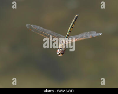 Tau Emerald Dragonfly (Hemicordulia tau) Stock Photo