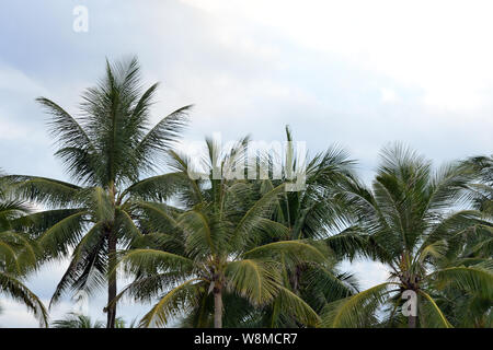 Palm trees on a background of cloudy sky. Tropical background Stock Photo