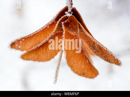 Beautiful winter macro - gentle frost covering green and yellow plants - amazing seasonal image with snowy feel and festive vibe. Christmas is coming! Stock Photo