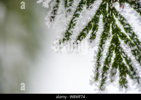 Beautiful winter macro - gentle frost covering green and yellow plants - amazing seasonal image with snowy feel and festive vibe. Christmas is coming!