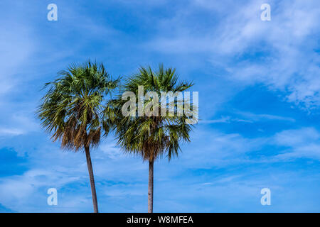 Top of palm trees against blue sky with dramatic clouds formation, copy space Stock Photo