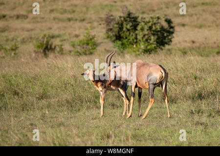 young Topi Gazelle with its mother in the Masai Mara Kenya Stock Photo