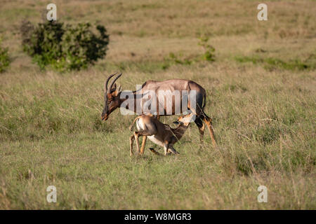 young Topi gazelle suckling from its mother in the Masai Mara, Kenya Stock Photo