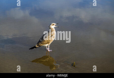 Young gull alone on the beach with beak wide open callingAugust, Stock Photo