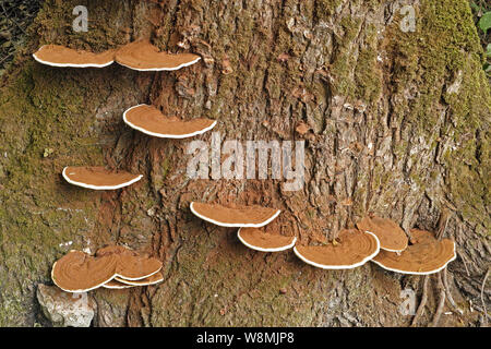 a poplar trunk parasitized by mushrooms ganoderma applanatum Stock Photo