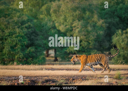 An angry looking female bengal tiger charging over prey with expression in a green background in post monsoon season at Ranthambore tiger reserve Stock Photo