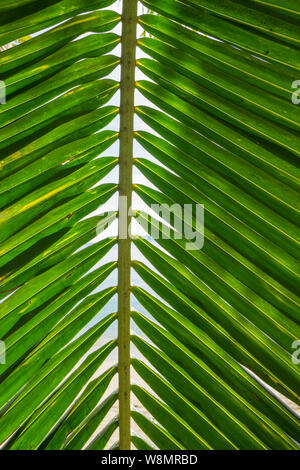 Palm tree leaf close-up background Stock Photo