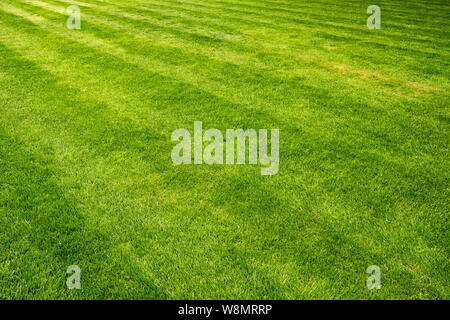 Beautiful fresh green lawn field background close-up Stock Photo