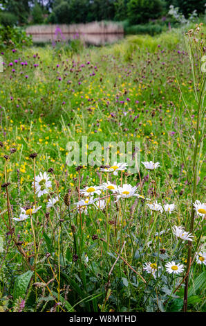 Ox eye daisies in a meadow of wild flowers. Stock Photo