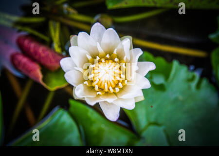 Top view, Closeup white lotus flowers bloom in the water Stock Photo