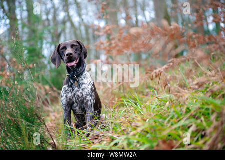 German Short-haired Pointer Stock Photo