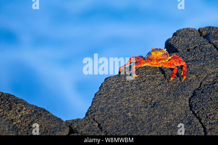 Sally lightfoot crab walking on lava rock, Galapagos islands Stock Photo