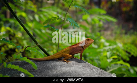 A close-up of tropical lizard sitting on the stone. Burmese wildlife. Stock Photo