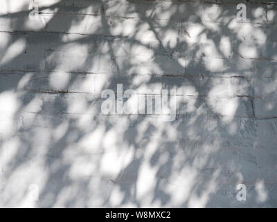 Solar glare and shadows on the wall from the leaves. Stock Photo